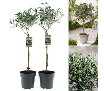 Set van 2 Gardenzo Olijfbomen in pot en sfeerbeeld