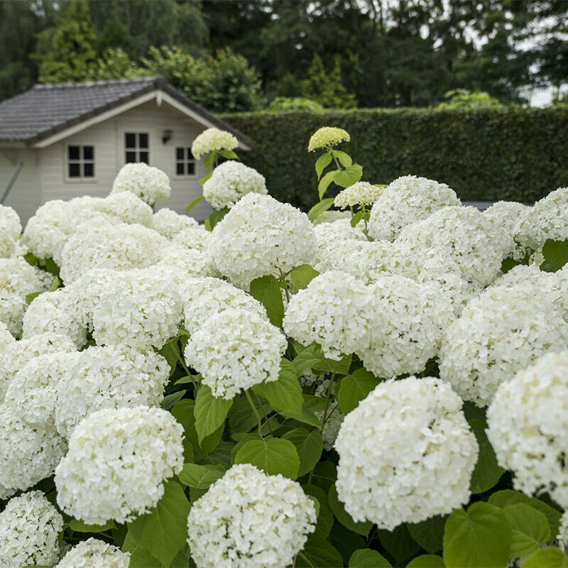 Hydrangea Strong Annabelle met ronde witte bloembollen in border.