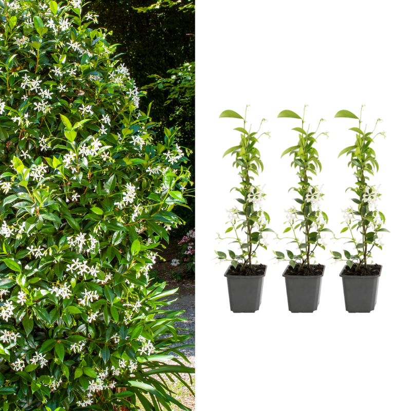 Set van 3 of 6 Gardenzo Toscaanse Jasmijn in wit 3 planten