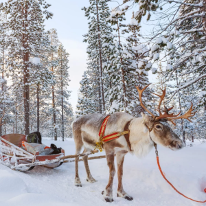 Geniet van een 9- of 10-daagse winterreis naar Finland incl. overtocht en UNIEKE excursies t.w.v. &euro; 190,00!