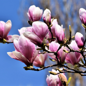 De Magnolia Susan heeft een roze basis een loopt uit naar een witte kleur. 