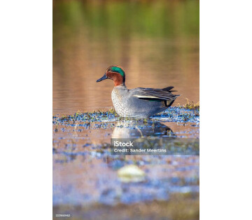Wintergasten in de Kropswolderbuitenpolder in Kropswolde