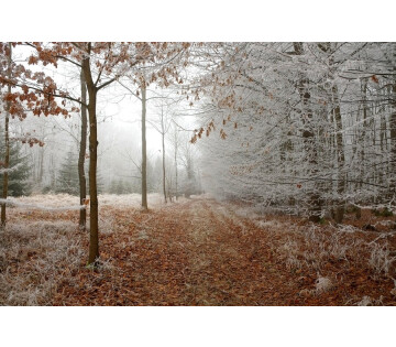 Overgang naar de winter in Eelde