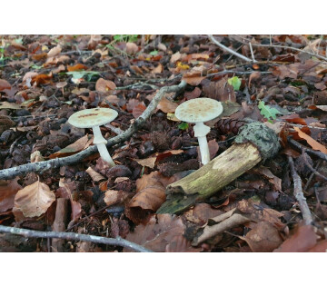 Paddenstoelenwandeling in Nuis