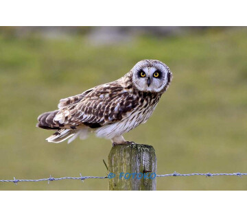 Braakballen pluizen (8+) in Groningen