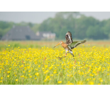 Bianca Domhof - Agrarisch natuur- en landschapsbeheer in Oudemirdum