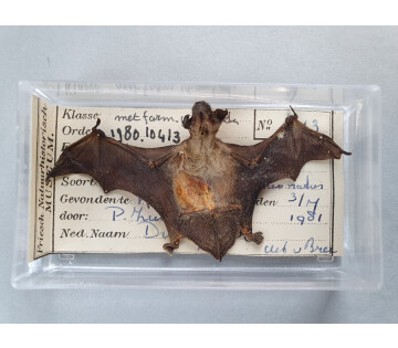 Mummie Mysteries in Leeuwarden