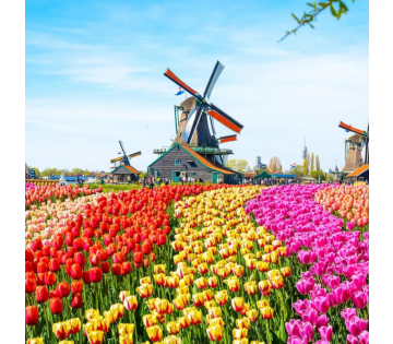Fleurige tulpencruise langs diverse Nederlandse steden o.b.v. volpension