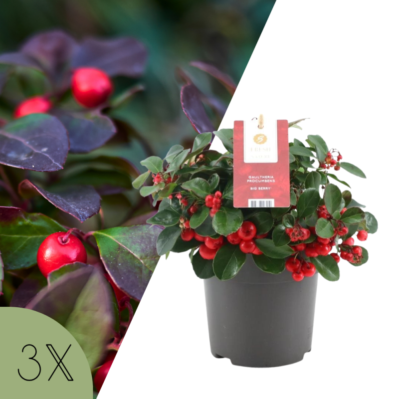 Collage van rode bessen van de Gaultheria procumbens en één ‘Big Berry’ plant in pot, onderdeel van set van drie.
