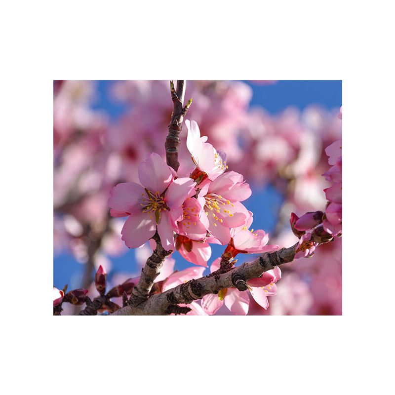 De amandelboom heeft een prachtige roze bloem en is verkrijgbaar in 1, 2 of 4 stuks. 