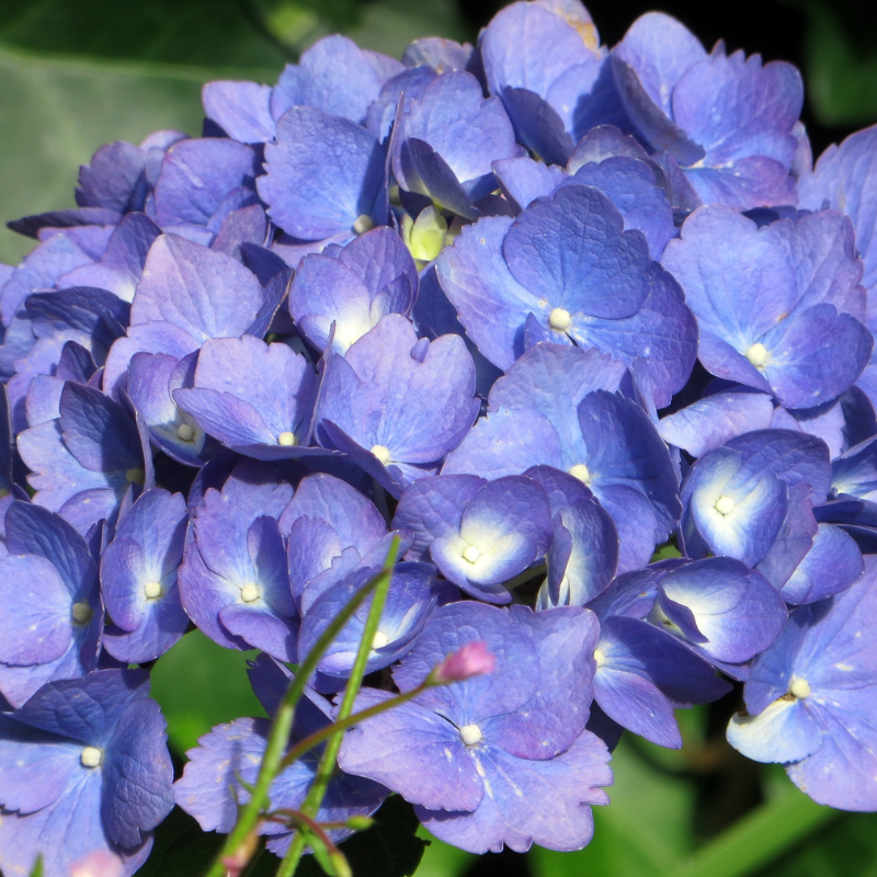 De blauwe Hortensia's. De blauwe Hortensia's.