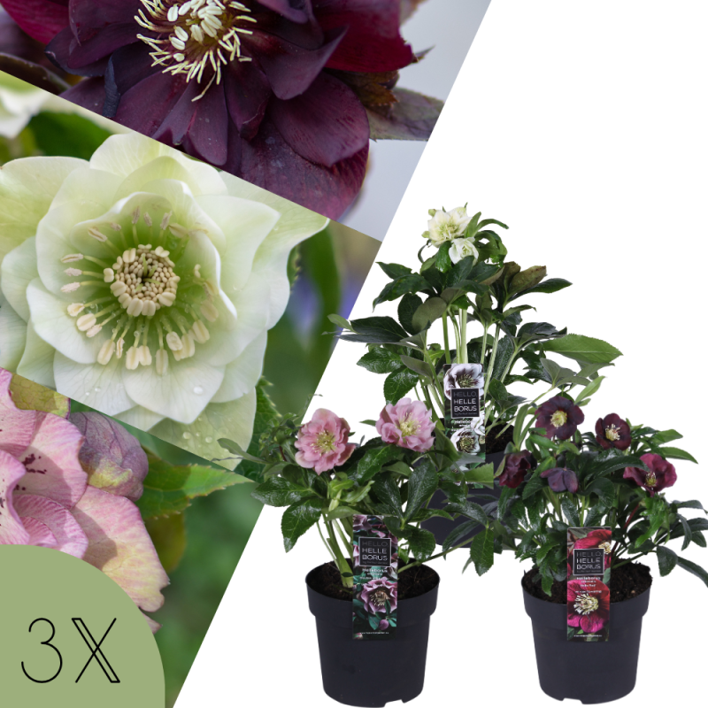 Collage van drie Helleborus orientalis Kerstrozen in verschillende kleuren, geleverd als set van drie winterbloeiende planten in pot.