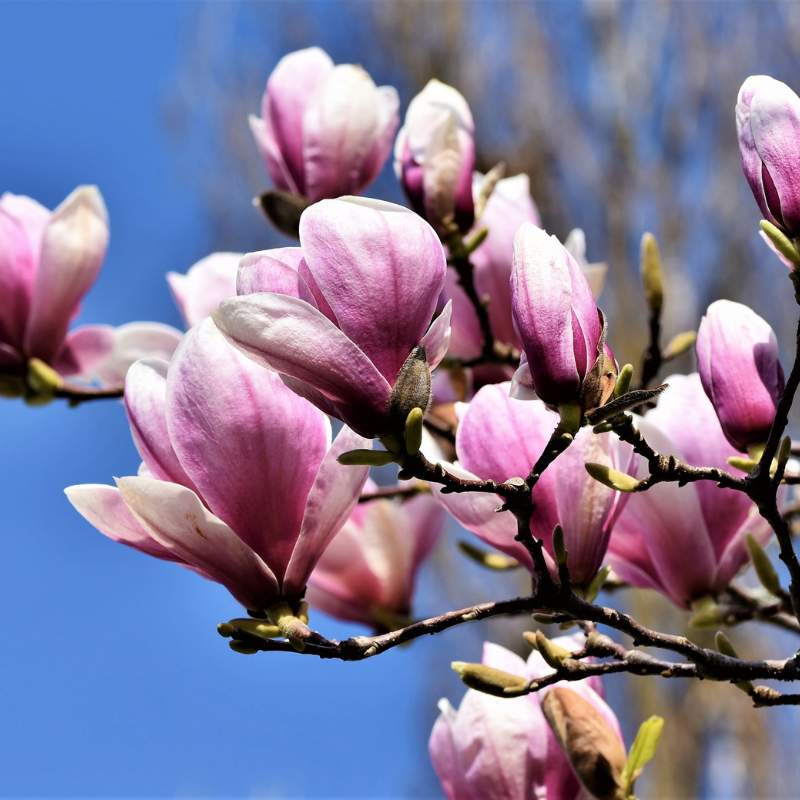 De Magnolia Susan heeft een roze basis een loopt uit naar een witte kleur. De Magnolia Susan heeft een roze basis een loopt uit naar een witte kleur.